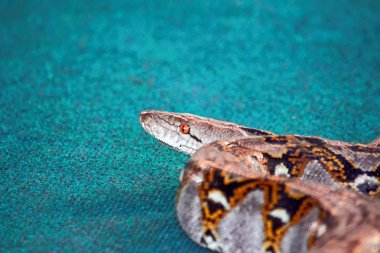 Zehirli yılan saldırmaya hazırlanıyor. Saldırı poz.