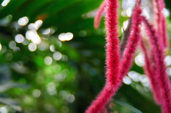 Fleurs exotiques Acalypha poilu (queue de renard) sur un fond de feuillage tropical sombre et flou dans la jungle . — Photo