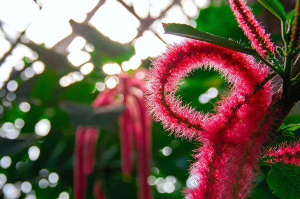 Egzotyczne kwiaty Pokrzywiec nastroszone owłosione (łąkowego) na tle liści tropikalnej w dżungli. — Zdjęcie stockowe