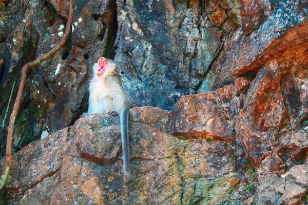 Обезьяний макак сидит на камне и зевает. . — стоковое фото
