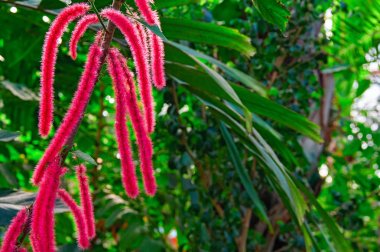 Acalypha kıllı kıllı (tilki kuyruğu) ormanda karanlık bulanık tropikal bitki örtüsü çerçevede egzotik kırmızı çiçekler.