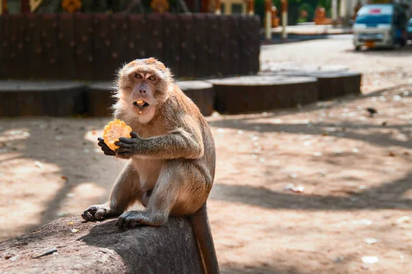 猕猴在城市的路边吃玉米。猴子张开嘴看着相机. — 图库照片