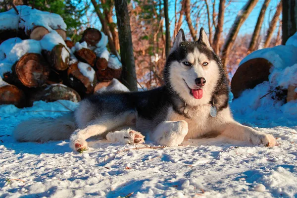 Portre husky köpek kar üzerinde yalan. Güneşli bir gün ormanda kış mavi gözlü mutlu Siberian dış yapraklar. — Stok fotoğraf