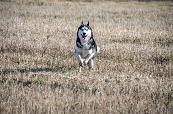 西伯利亚哈士奇在春天的田野上奔跑. — 图库照片