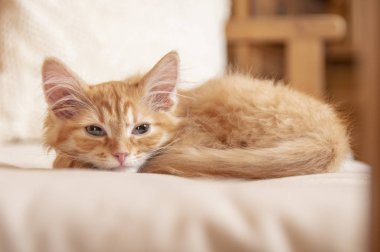 Kızıl kızıl kedi yavrusu. Minik kızıl saçlı kedi portresi