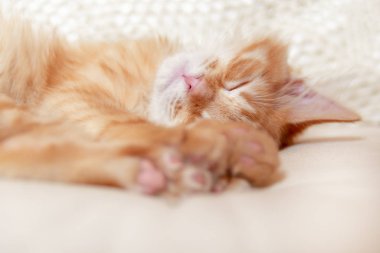 Güzel kırmızı kedi uyuyor. Kızıl saçlı, uykulu, çizgili yavru kedinin portresini kapat. Tatlı uyuyan kedi..