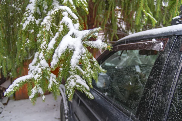 Samochód w śniegu. Samochód stoi w zimowej burzy na ulicy. Gałąź drzewa iglastego pokryta jest śniegiem — Zdjęcie stockowe