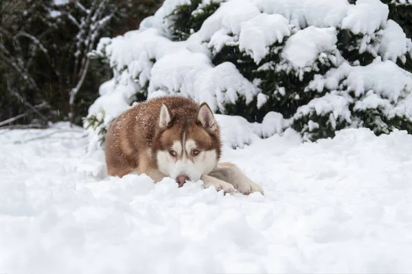 Red cute Siberian Husky dog lying on snow in winter forest — Stockfoto