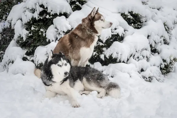 Dois cães husky siberianos na neve no fundo abeto coberto de neve na floresta de inverno. Husky Dog olha para a câmera — Fotografia de Stock