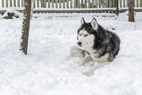 Siberiano husky cane sdraiato sulla neve — Foto Stock