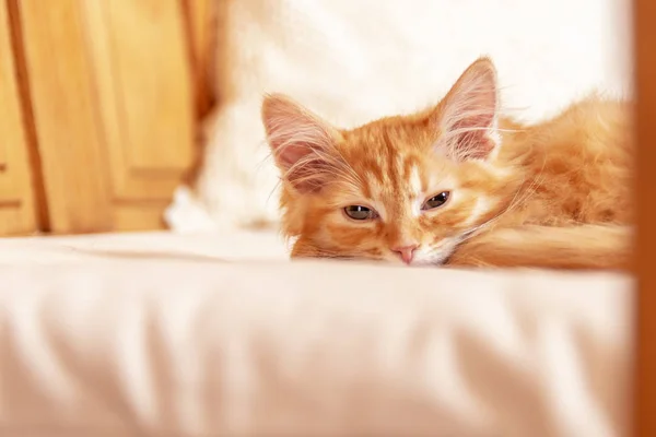 Lindo gatito rayado acostado en la almohada. Pequeño gatito de color melocotón se durmió —  Fotos de Stock