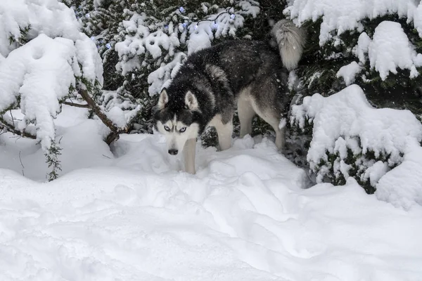 Сибірський лускатий собака у глибокому снігу в зимовому лісі. — стокове фото