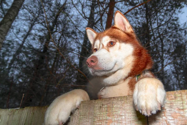 Хаскі Собака дивиться через задній паркан. Пес споглядає за дерев'яним парканом. Лапи хрипкий собака над парканом, вид знизу. Нічний портрет — стокове фото