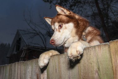 İri köpek çitin üstünden bakıyor. Sibirya Husky arka ayakları üzerinde durdu, ön pençelerini çite koydu ve aşağı baktı. Yan taraftaki alt manzara. Husky dikkatle izliyor. Gece