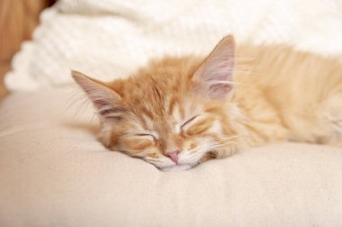 Kızıl kedi yavrusu puf üzerinde uyuyor. Kapalı ön portre