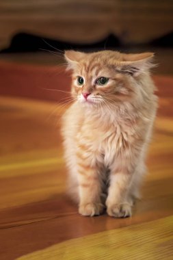 Ahşap arka planda kedi kırmızısı. Samimi bir arka plan. Yeşil gözlü kızıl kedi yavrusu.