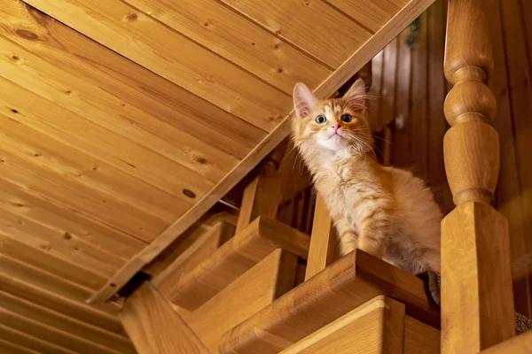 Pequeño gatito de rayas rojas se sienta en la escalera de madera al ático. Gatito mira escaleras abajo — Foto de Stock