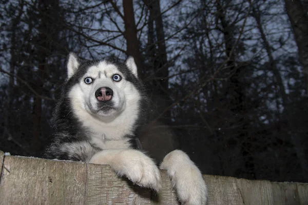 Rozmyślający husky pies z niebieskimi oczami spogląda przez drewniane ogrodzenie na ciemnej ulicy nocy. Portret husky syberyjski — Zdjęcie stockowe
