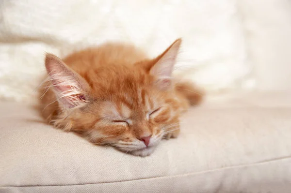 Lindo jengibre rojo gatito durmiendo —  Fotos de Stock