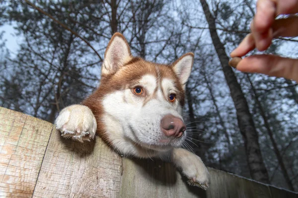 Stealing husky dog from the yard. Siberian husky want to steal. Pet reaches over fence for tasty treat in thief hand — Stock Photo, Image