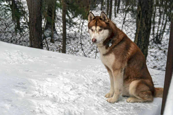 Сибірський хрипкий собака в оточенні, зимовий день. Ярдовий заміський будинок. — стокове фото