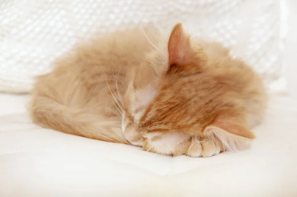 Rojo rayas gatito durmiendo acurrucado —  Fotos de Stock