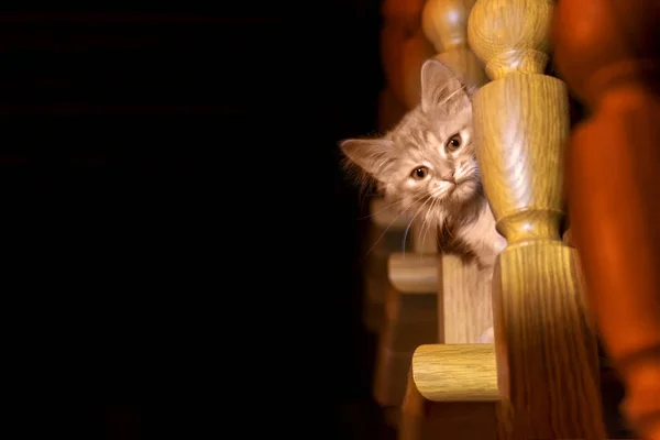 Bebé gato se sienta en el paso de la escalera de madera en acogedora casa de noche. El gatito rojo mira la cámara desde las escaleras. Hogar mascota — Foto de Stock