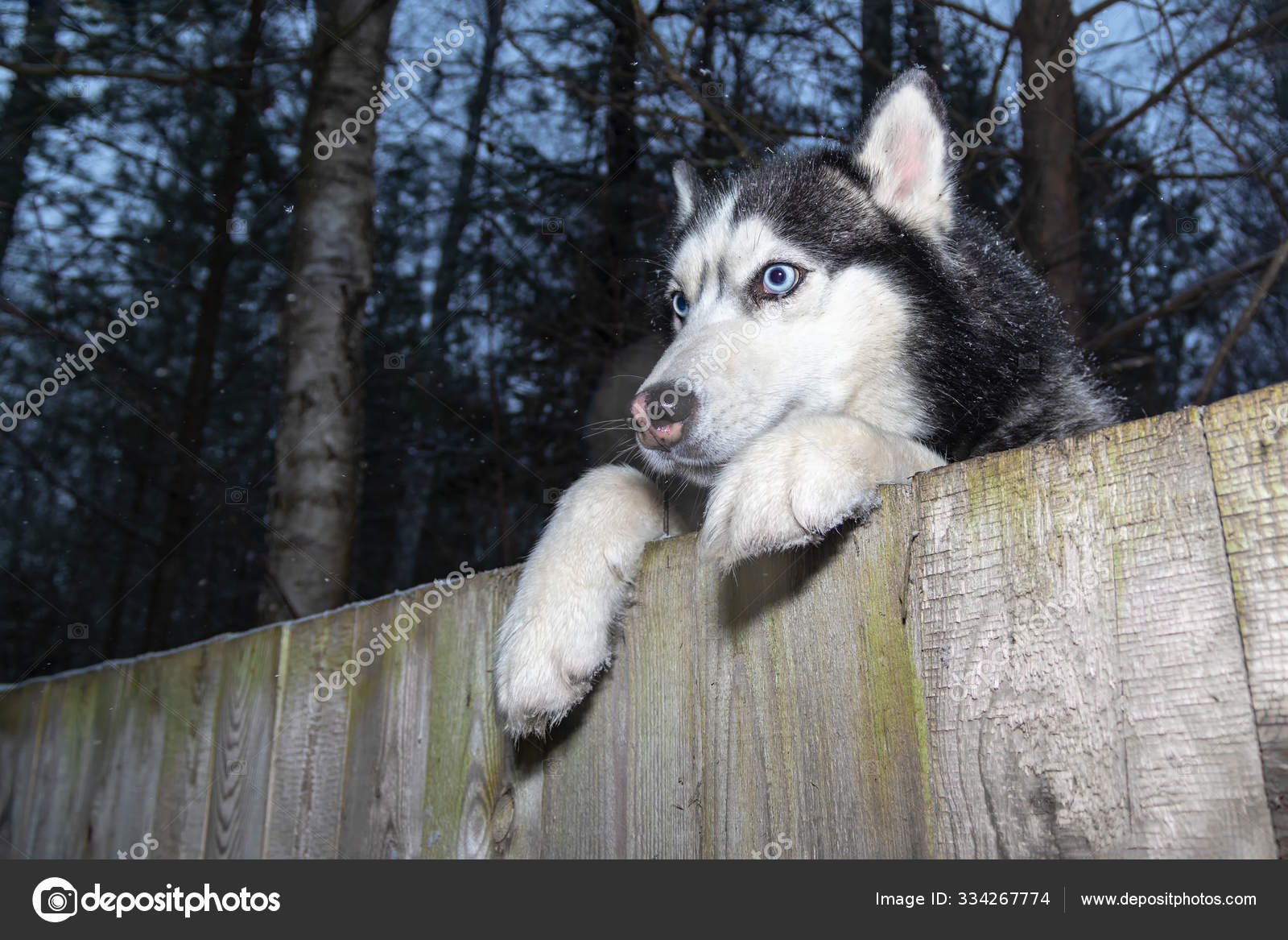 Husky fence cheap