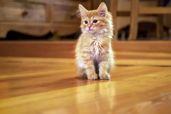 Rojo jengibre gatito en acogedora habitación. Pequeño retrato de gatito pelirrojo en colores cálidos — Foto de Stock
