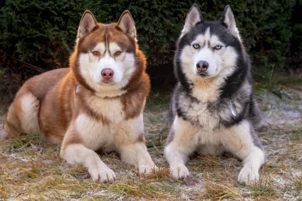 Szibériai husky kutyák fekszenek a fagyott fűben. — Stock Fotó