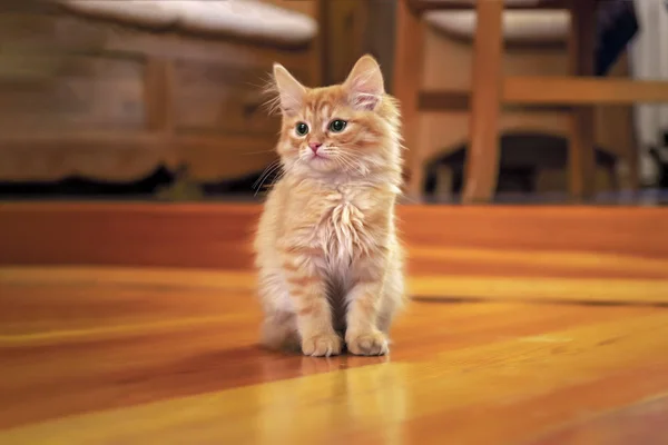 Kitty rojo sobre fondo acogedor de madera. Pelirroja gatita sentada en suelo de madera — Foto de Stock