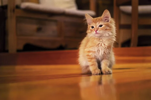 Gatinho vermelho sentado no chão de madeira no quarto aconchegante — Fotografia de Stock