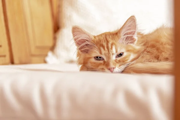 Gatito acostado en la almohada. Pequeño gatito de color melocotón se durmió —  Fotos de Stock
