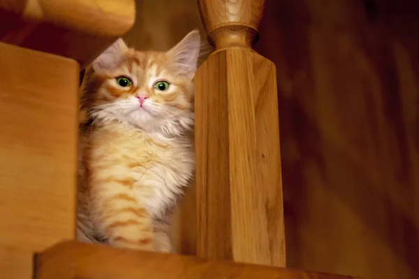 Bebé gato con ojos verdes se sienta en el escalón de la escalera de madera en acogedora casa de noche. El gatito rojo mira la cámara desde las escaleras. Hogar mascota — Foto de Stock
