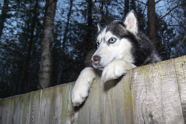 Husky Dog looking over a backyard fence. Dog peering over wooden fence. Paws husky dog over fence, bottom view. Night portrait — Stock Photo, Image