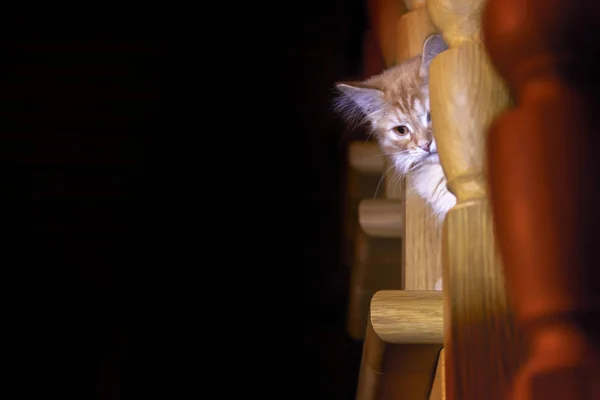 Baby cat sits on the step of wooden staircase in cozy evening house. Red kitten on the stairs. Home pet — Stock Photo, Image