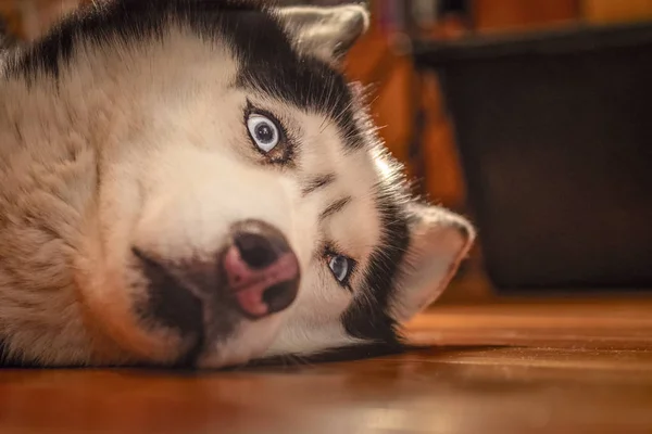 Husky dog lies. Muzzle close-up. Portrait Siberian husky with blue eyes. — 스톡 사진