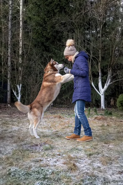 Girl play with dog. Husky dog stood on his hind legs and put his front paws on girl\'s chest