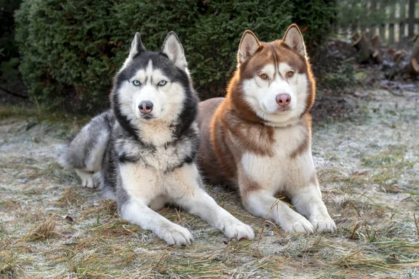 Portret van twee husky honden liggend op het bevroren gras — Stockfoto