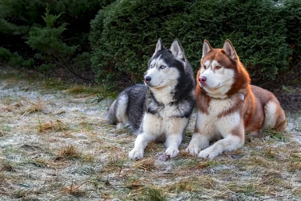 Retrato de dois cães husky que jazem na grama coberta de geada . — Fotografia de Stock