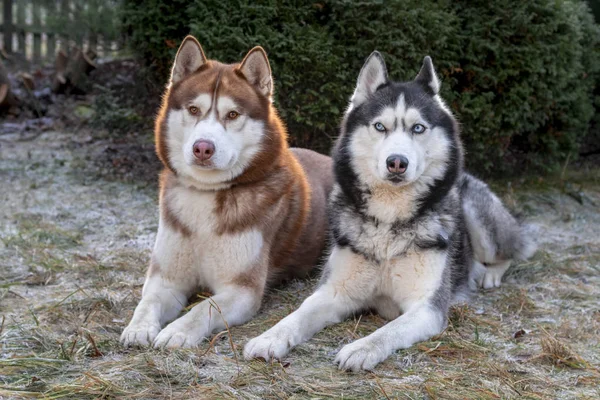 Сибірські хаскі собаки лежать на замерзлій траві вкритій оранкою. — стокове фото