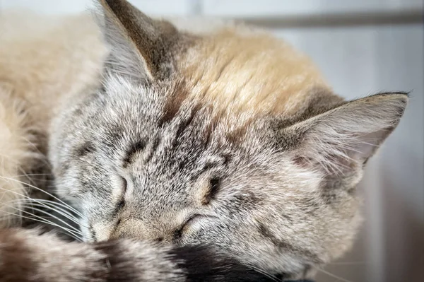 Muzzle of a sleeping cat close up — Stock Photo, Image