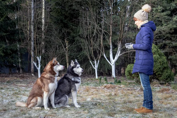 Chica en ropa de invierno entrena perros husky en el Parque Europeo. La señora está enseñando al husky siberiano a obedecer la orden de sentarse. —  Fotos de Stock
