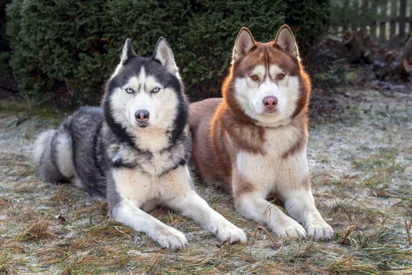 Prachtig portret van twee husky honden liggend op het met vorst bedekte gras. Siberische husky honden op de achtergrond van naaldbomen in de winter — Stockfoto