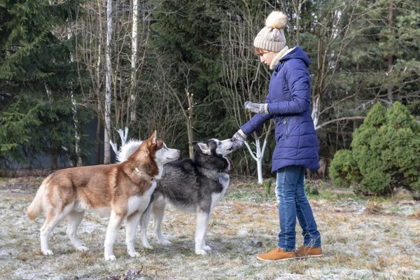 Girl alimenta trata perros husky para dar un paseo en el Parque Europeo de invierno. Azafata alimenta con las manos huskies siberianos —  Fotos de Stock