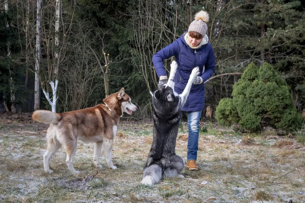 Ragazza gioca con due cani husky in inverno European Park. Il cane salta sul proprietario, gli mette le zampe sul petto — Foto Stock