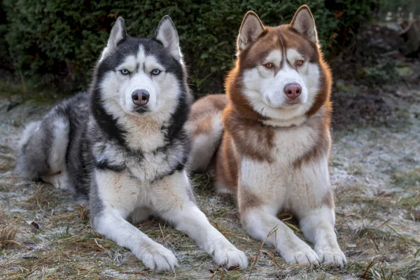 Perros husky siberianos en el parque de invierno. Los perros yacen en la hierba cubierta de heladas. Husky perros mirar a la cámara —  Fotos de Stock
