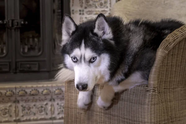 Beautiful portrait husky dog lying on wicker chair by the fireplace in cozy room. Dog with blue eyes for Cozy home concept design — Stock Photo, Image