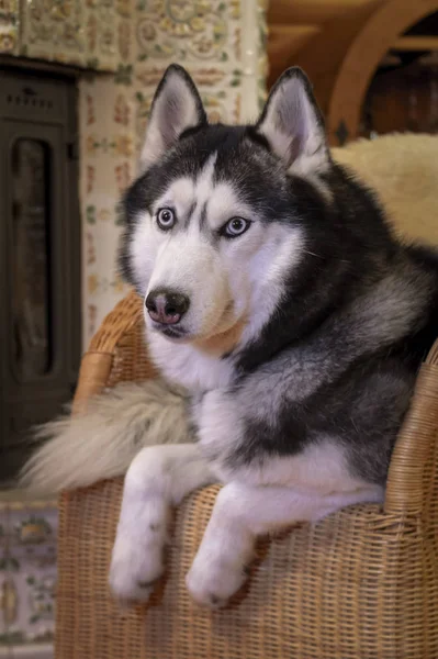 Portret syberyjskiego husky psa leżącego na wiklinowym krześle w przytulnym pokoju. Husky Dog z niebieskimi oczami we wnętrzu domu — Zdjęcie stockowe