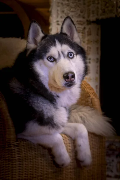 Perro husky retrato acostado en silla de mimbre en habitación acogedora . —  Fotos de Stock